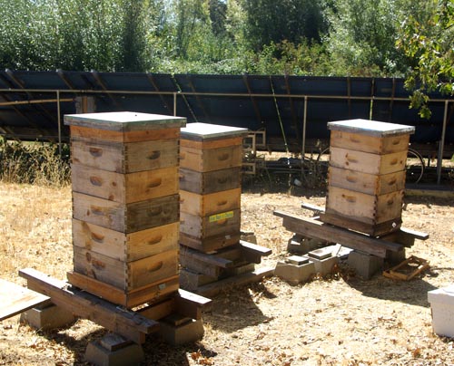 hives