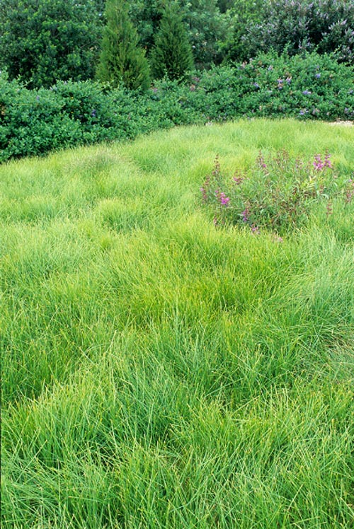 Carex praegracillis-Lawn substitute