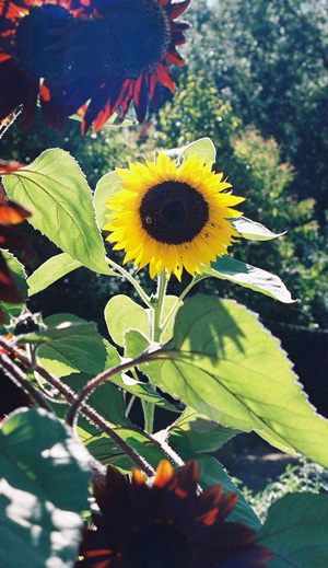 Sunflower, cropped