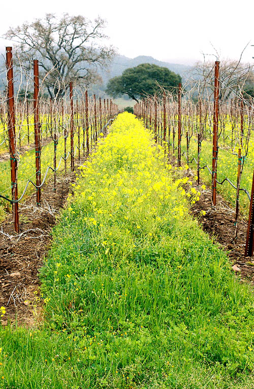 mustard-vineyard