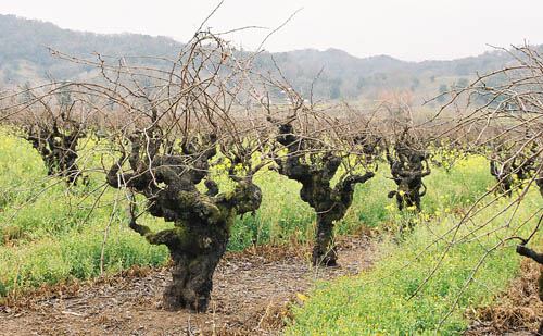 old vines