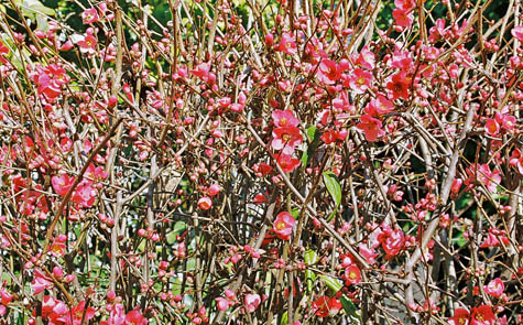 quince in blossom
