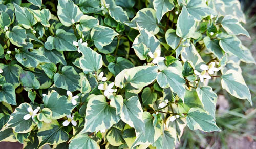 ivy-ish plant