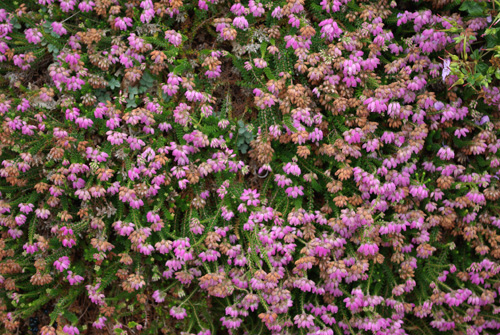 lavender blossoms