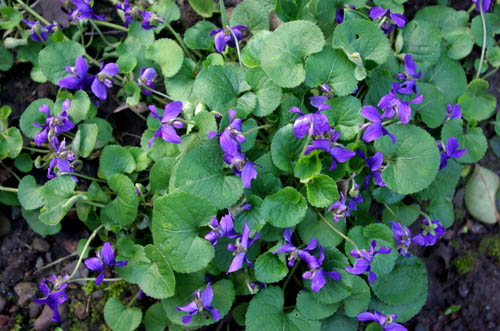 violets1