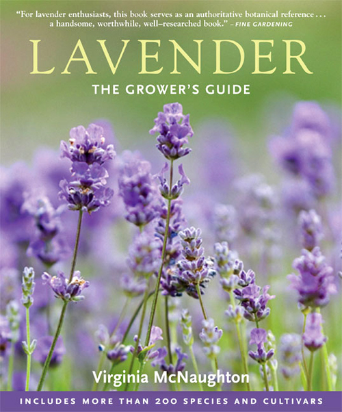lavendercover