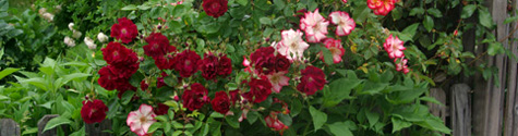 roses475